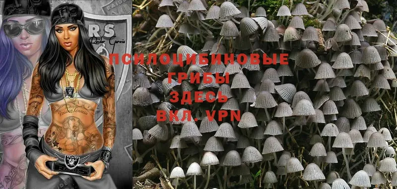 сколько стоит  Абинск  Галлюциногенные грибы Psilocybe 